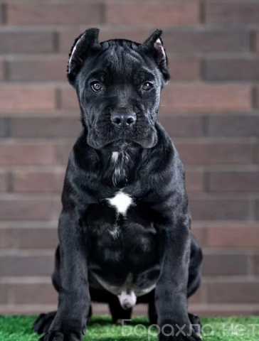 Продам: Щенки кане корсо