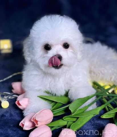 Продам: Щенки бишон фризе