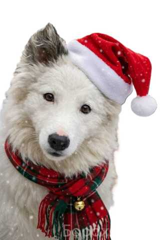 Отдам даром: Умный щенок в добрые руки