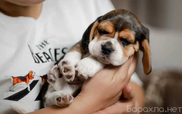 Продам: Щенки бигля