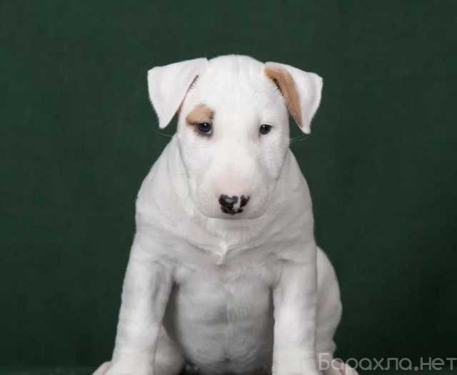 Продам: Щенки бультерьера