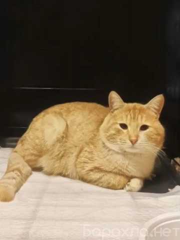 Отдам даром: Сахарок ищет дом!