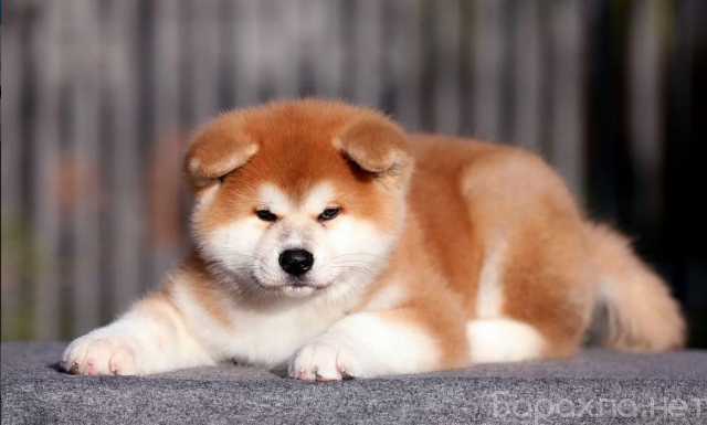 Продам: Щеночки Акита Ину. Сиба ину