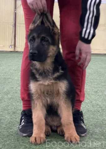 Продам: Щенки немецкой овчарки