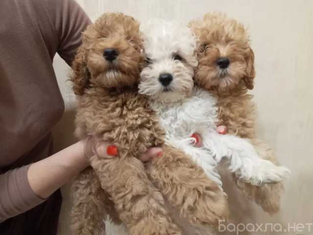 Продам: щенки той пуделя