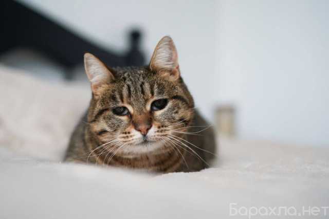 Отдам даром: Кошечка Соня ищет дом!