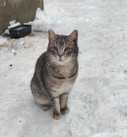 Отдам даром: котика Сережку