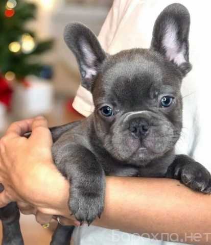 Продам: Щенки бульдога