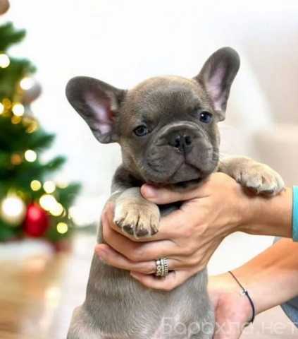 Продам: Щенки бульдога