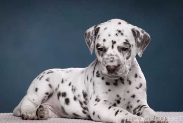 Продам: Щенки далматинци