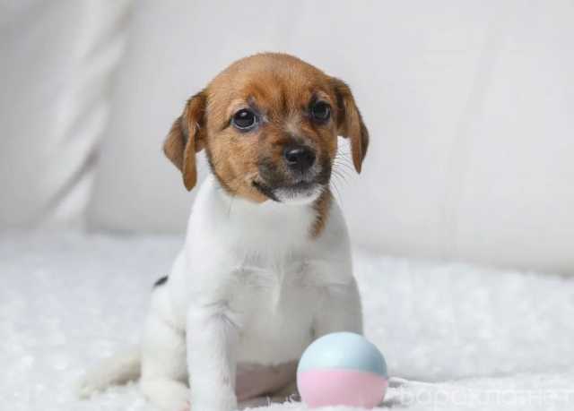 Продам: щенки джек рассела