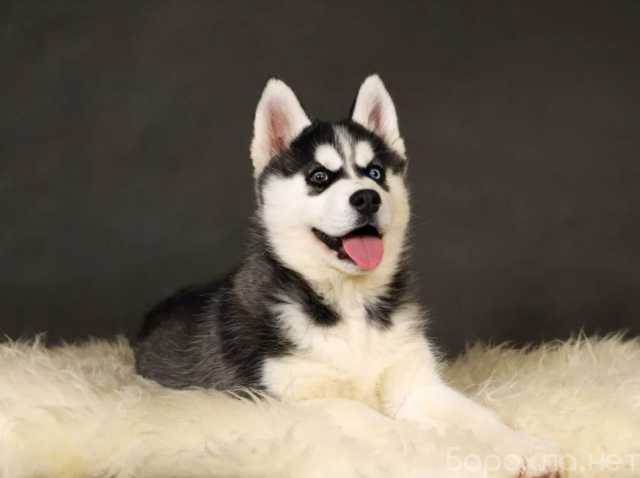 Продам: Щенки хаски