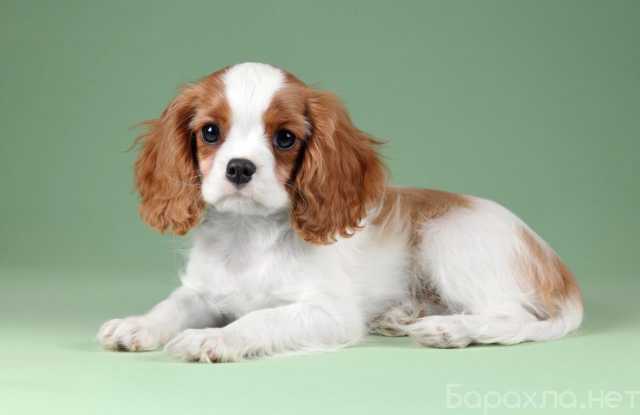 Продам: Кинг чарльз спаниель щенки