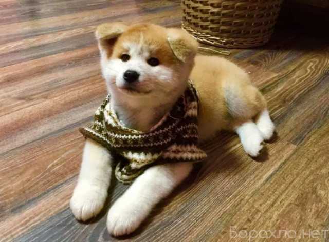 Продам: Акита ину щенки