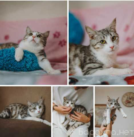 Отдам даром: котенок Матис очень ждет свою семью