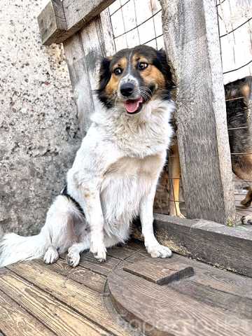 Отдам даром: Ищем дом для Санты, собаки светлой души