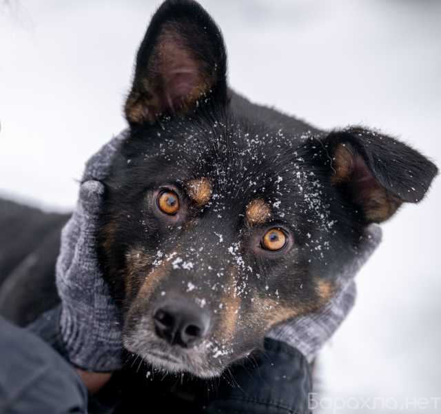 Отдам даром: собаку в добрые руки