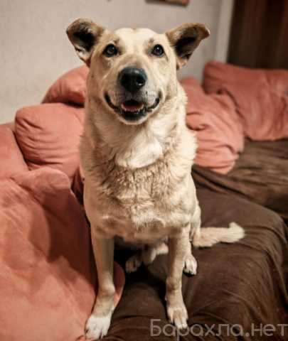 Отдам даром: Собаку
