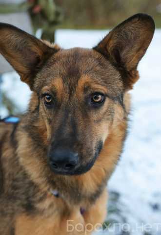 Отдам даром: собаку Диву