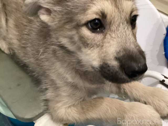 Отдам даром: Щенки, 3 месяца