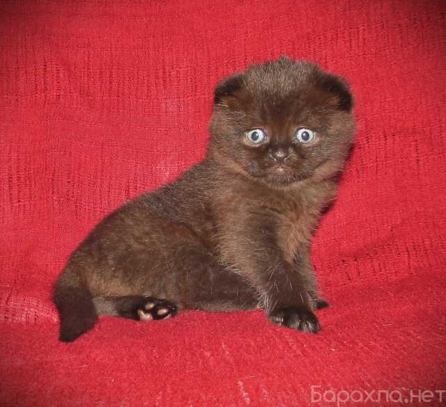 Продам: шотландская кошечка из питомника