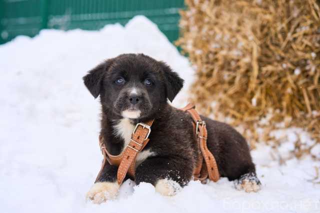 Отдам даром: котик Семик ждет своего хозяина