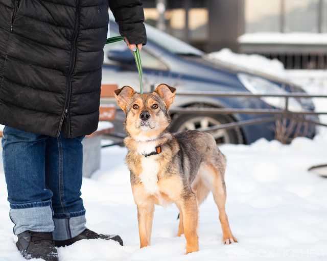 Отдам даром: Очень трогательная собачка