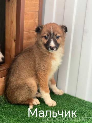 Продам: Щенок в добрые руки