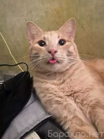 Отдам даром: Санчо, молодой котик ищет дом (Подробнее