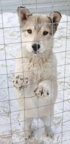 Отдам даром: Щенок хаски (фенотип) добрые руки