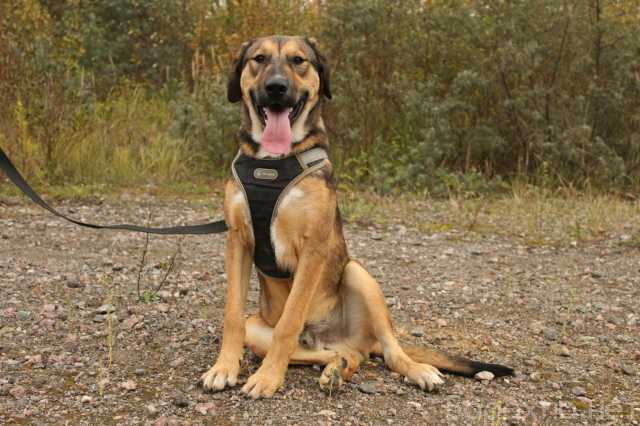 Отдам даром: Рыжий весёлый красавчик