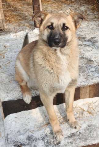 Отдам даром: Щенок в добрые руки