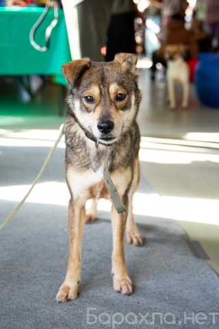 Отдам даром: Всегда всем довольный небольшой пёсик