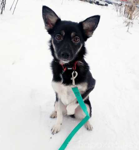 Отдам даром: Ищет дом крошка-собачка весом 6 кг