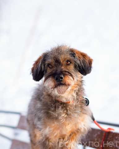 Отдам даром: Редкой внешности собачка