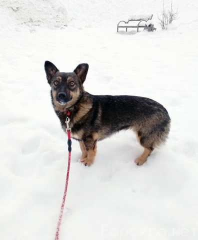 Отдам даром: Совсем маленькая собачка, 7 кг