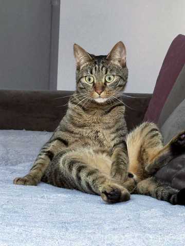 Отдам даром: Ищет дом кот, который умеет любить (Подр