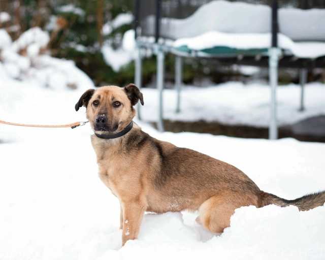 Отдам даром: Семейный пёс небольшого размера