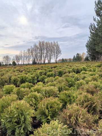 Продам: Туя западная шаровидная Даника,Мириам,Ти