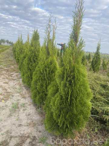 Продам: Туя западная Смарагд