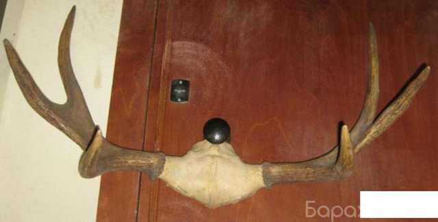 Продам: рога лося на лобной кости шикарные больш