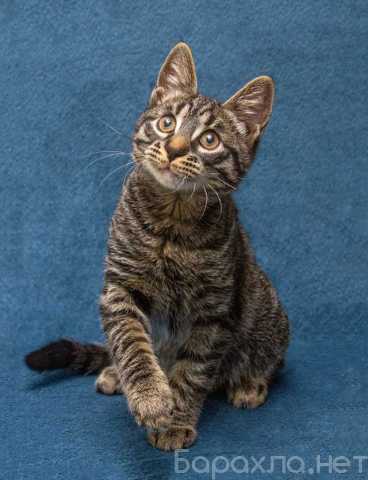 Отдам даром: Ласковый и нежный малыш Тигрик (Подробне