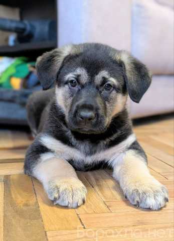 Отдам даром: двух щенков-богатырей