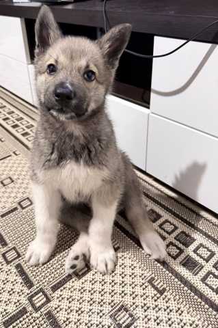 Отдам даром: двух щенков в добрые руки