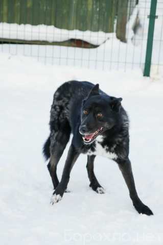 Отдам даром: Валерка