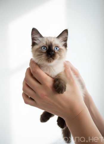 Продам: Котенок невско маскарадный