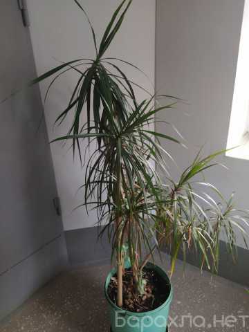 Продам: Растение комнатное