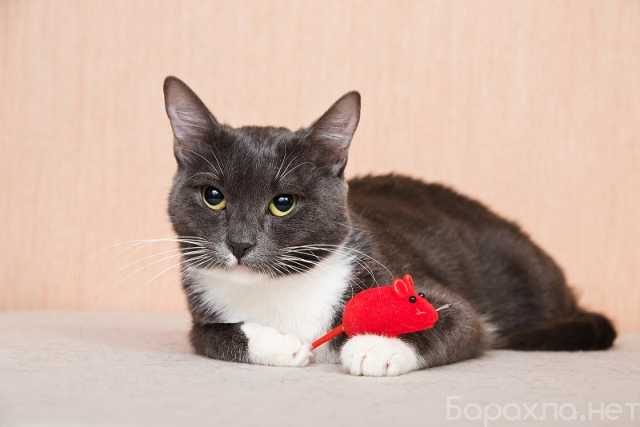 Отдам даром: Милая кошечка Муся в дар хорошим людям