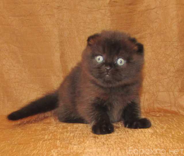 Продам: шотландская кошечка из питомника