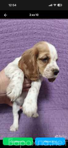 Продам: Щенок русского охотничьего спаниеля